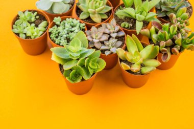 Turuncu üzerinde bitki. Tropikal Yeşiller minimal sanat tasarım. Çağdaş Art.Cactus moda Set.Vanilla Trendy Pastel renkler. Tatlı yaz stili. Yaratıcı sıradışı.