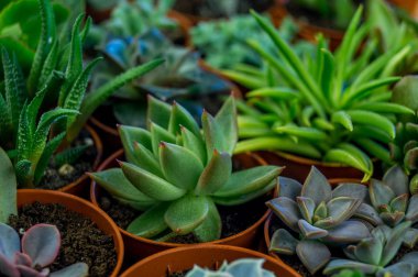 Turuncu üzerinde bitki. Tropikal Yeşiller minimal sanat tasarım. Çağdaş Art.Cactus moda Set.Vanilla Trendy Pastel renkler. Tatlı yaz stili. Yaratıcı sıradışı.