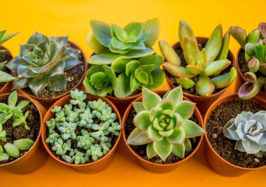 Turuncu üzerinde bitki. Tropikal Yeşiller minimal sanat tasarım. Çağdaş Art.Cactus moda Set.Vanilla Trendy Pastel renkler. Tatlı yaz stili. Yaratıcı sıradışı.