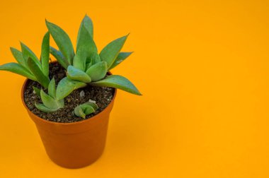 Turuncu üzerinde bitki. Tropikal Yeşiller minimal sanat tasarım. Çağdaş Art.Cactus moda Set.Vanilla Trendy Pastel renkler. Tatlı yaz stili. Yaratıcı sıradışı.