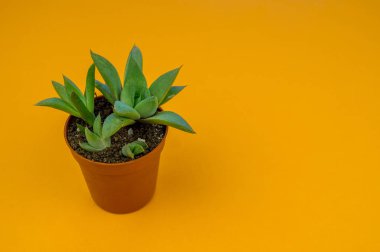 Turuncu üzerinde bitki. Tropikal Yeşiller minimal sanat tasarım. Çağdaş Art.Cactus moda Set.Vanilla Trendy Pastel renkler. Tatlı yaz stili. Yaratıcı sıradışı.