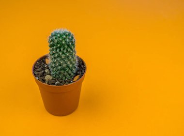 Turuncu üzerinde bitki. Tropikal Yeşiller minimal sanat tasarım. Çağdaş Art.Cactus moda Set.Vanilla Trendy Pastel renkler. Tatlı yaz stili. Yaratıcı sıradışı.