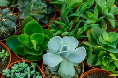 Turuncu üzerinde bitki. Tropikal Yeşiller minimal sanat tasarım. Çağdaş Art.Cactus moda Set.Vanilla Trendy Pastel renkler. Tatlı yaz stili. Yaratıcı sıradışı.