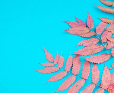 Çok renkli sonbahar yaprak yumuşak mavi arka plan üzerinde. Yaprak sonbaharda rahatlık kavramı.