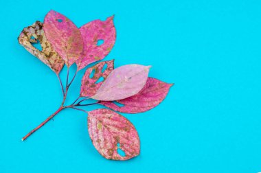 Çok renkli sonbahar yaprak yumuşak mavi arka plan üzerinde. Yaprak sonbaharda rahatlık kavramı.