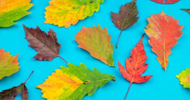 Çok renkli sonbahar yaprak yumuşak mavi arka plan üzerinde. Meşe, akçaağaç ve aspen. Yaprak sonbaharda rahatlık kavramı.