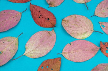 Çok renkli sonbahar yaprak yumuşak mavi arka plan üzerinde. Yaprak sonbaharda rahatlık kavramı.