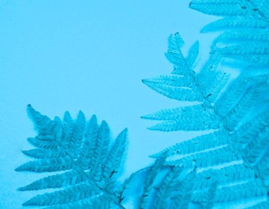 Yumuşak bir mavi zemin üzerine mavi sonbahar yaprak fern. Soğuk kış rahat kavramı.