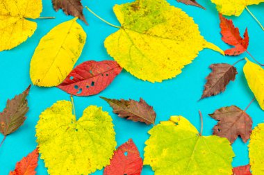 Çok renkli sonbahar yaprak yumuşak mavi arka plan üzerinde. Meşe, akçaağaç ve aspen. Yaprak sonbaharda rahatlık kavramı.