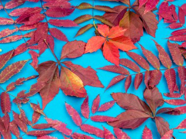 Çok renkli sonbahar yaprak yumuşak mavi arka plan üzerinde. Yaprak sonbaharda rahatlık kavramı.