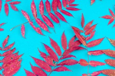 Çok renkli sonbahar yaprak yumuşak mavi arka plan üzerinde. Yaprak sonbaharda rahatlık kavramı.