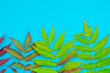 Çok renkli sonbahar yaprak yumuşak mavi arka plan üzerinde. Yaprak sonbaharda rahatlık kavramı.