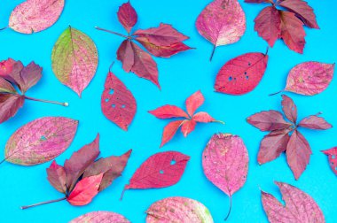 Çok renkli sonbahar yaprak yumuşak mavi arka plan üzerinde. Yaprak sonbaharda rahatlık kavramı.