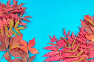 Çok renkli sonbahar yaprak yumuşak mavi arka plan üzerinde. Yaprak sonbaharda rahatlık kavramı.