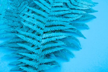 Yumuşak bir mavi zemin üzerine mavi sonbahar yaprak fern. Soğuk kış rahat kavramı.