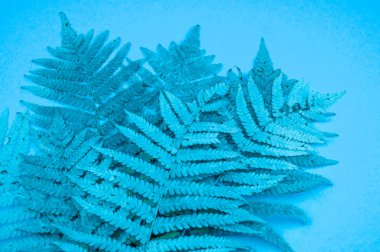 Yumuşak bir mavi zemin üzerine mavi sonbahar yaprak fern. Soğuk kış rahat kavramı.