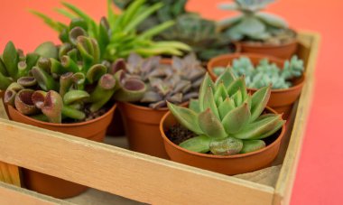 Kaktüs mezarda bir pembe tablo. Tropikal sulu. Çok güzel çiçekler tencere.