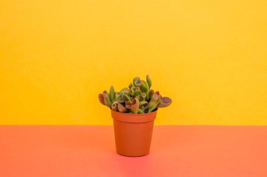 Sarı bir arka plan üzerinde bir tencerede kaktüs duruyor. Tropikal bir etli.