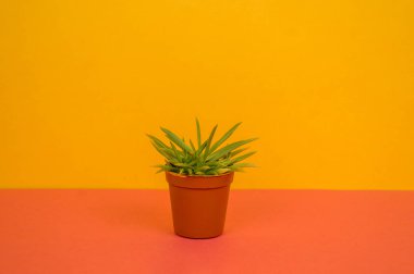 Sarı bir arka plan üzerinde bir tencerede kaktüs duruyor. Tropikal bir etli.