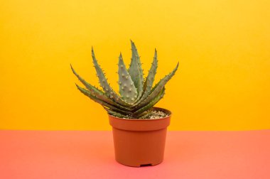 Kaktüs aloe sarı bir arka plan üzerinde. Tropikal çiçek etli