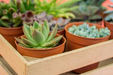 Kaktüs mezarda bir pembe tablo. Tropikal sulu. Çok güzel çiçekler tencere.