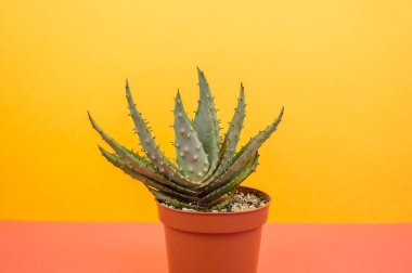 Kaktüs aloe sarı bir arka plan üzerinde. Tropikal çiçek etli