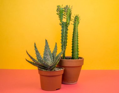 Kaktüs aloe sarı bir arka plan üzerinde. Tropikal çiçek etli