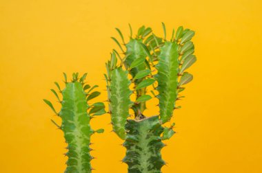 Cactus spurge on a yellow background.Tropical flower succulent clipart