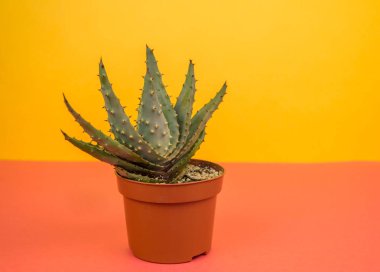 Kaktüs aloe sarı bir arka plan üzerinde. Tropikal çiçek etli