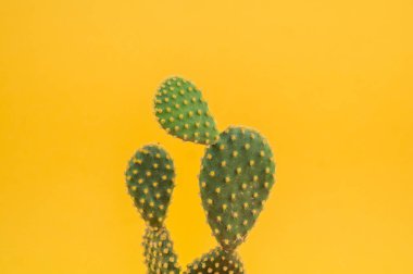 Yeşil kaktüs inciri sarı bir arka plan üzerinde bir tencerede. Tropikal etli.