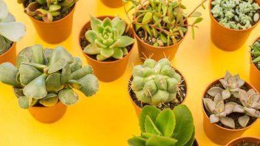 Sarı bir arka plan üzerinde bir tencerede kaktüs bir sürü duruyor. Yukarıdan görüntüleyin. Tropikal etli.