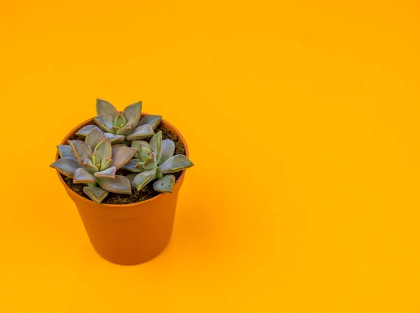 Plant on orange. Tropical Greens minimal art design.Contemporary Art.Cactus Fashion Set.Vanilla Trendy Pastel Colors. Sweet Summer Style. Creative Unusual.