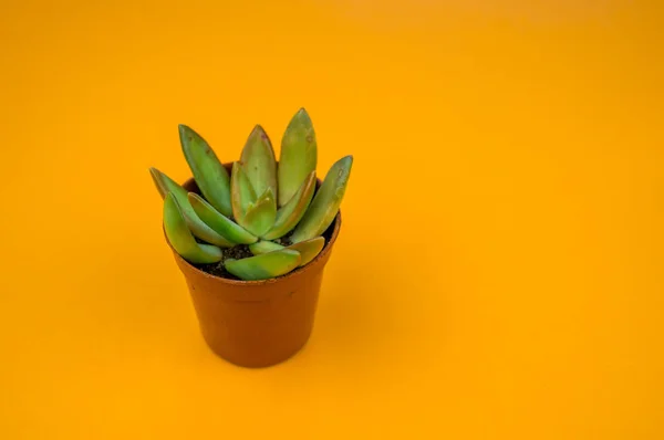 Planta Naranja Tropical Greens Diseño Arte Minimal Contemporáneo Art Cactus — Foto de Stock
