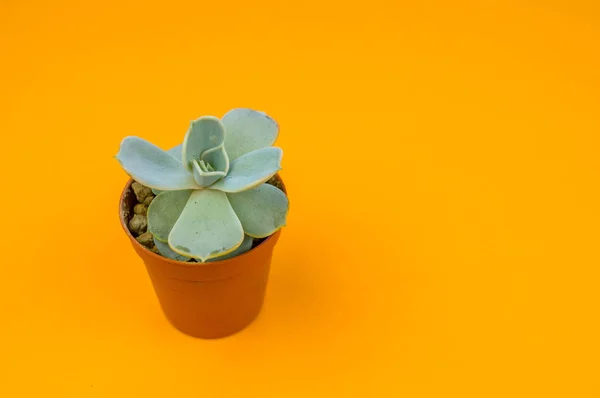 Plant on orange. Tropical Greens minimal art design.Contemporary Art.Cactus Fashion Set.Vanilla Trendy Pastel Colors. Sweet Summer Style. Creative Unusual.
