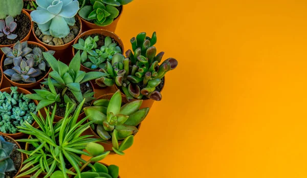 Planta Naranja Tropical Greens Diseño Arte Minimal Contemporáneo Art Cactus — Foto de Stock