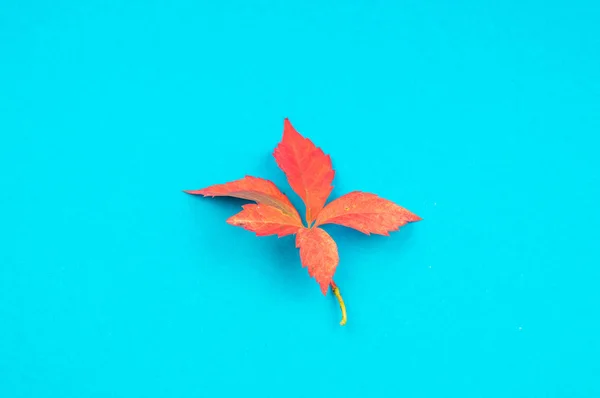 Multicolored Autumn Leaf Soft Blue Background Leaf Fall Comfort Concept — Stock Photo, Image