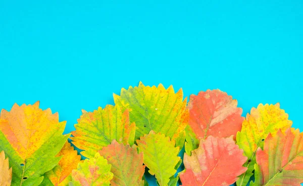 Hoja Multicolor Otoño Sobre Fondo Azul Suave Roble Arce Álamo — Foto de Stock