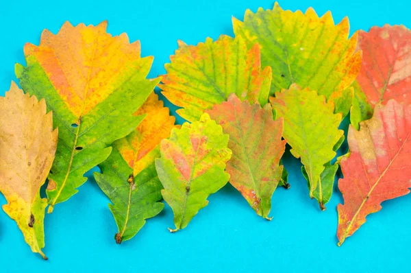 Multicolored Autumn Leaf Soft Blue Background Oak Maple Aspen Leaf — Stock Photo, Image