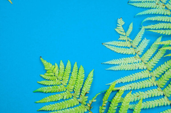 Yellow autumn leaf fern on a blue background. Warm cozy concept.