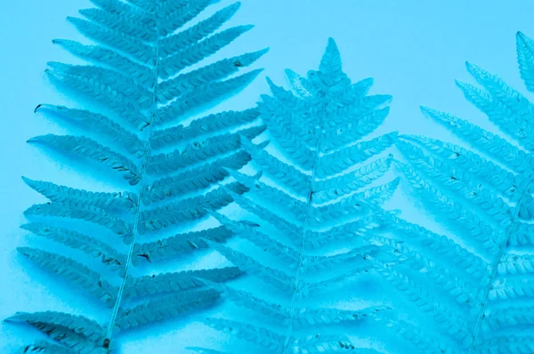 柔らかい青の背景に青の秋葉のシダ 冬の寒い居心地の良い概念 — ストック写真