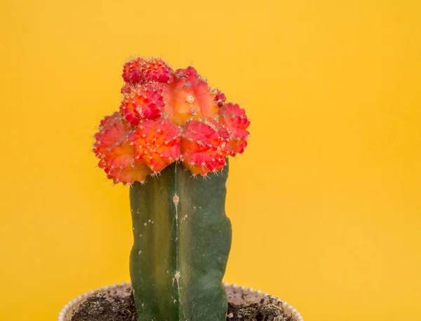 Cactus Står Kruka Gul Bakgrund Tropisk Suckulent — Stockfoto