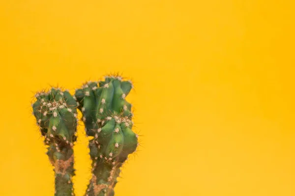 Cactus Encuentra Una Olla Sobre Fondo Amarillo Una Suculenta Tropical — Foto de Stock