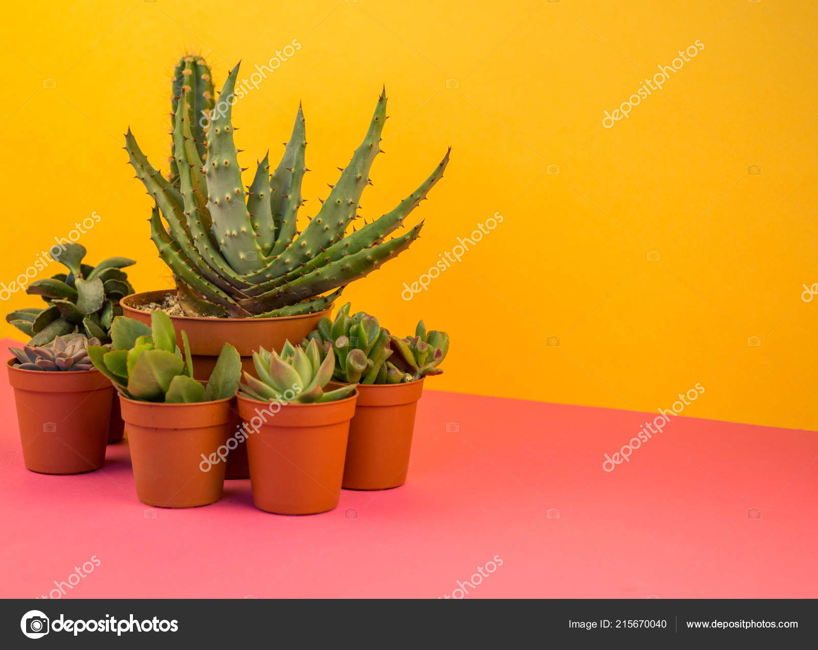 Beaucoup Cactus Pots Dresse Sur Fond Rose Plante Grasse