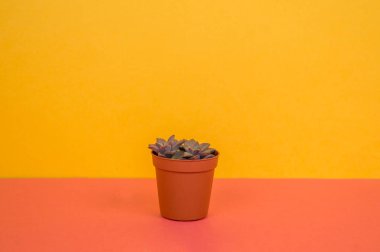 Sarı bir arka plan üzerinde bir tencerede kaktüs duruyor. Tropikal bir etli.