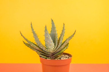 Kaktüs aloe sarı bir arka plan üzerinde. Tropikal çiçek etli