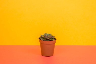 Sarı bir arka plan üzerinde bir tencerede kaktüs duruyor. Tropikal bir etli.