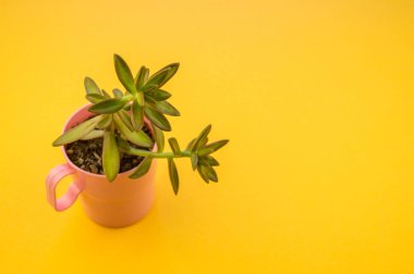 Sarı bir arka plan üzerinde pembe bir fincan bir kaktüs duruyor. Yukarıdan görüntüleyin. Tropikal etli.