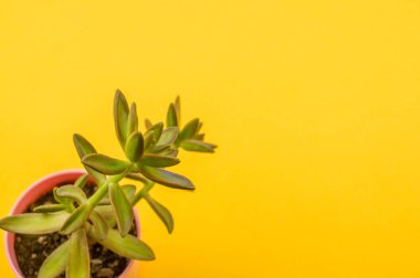 Sarı bir arka plan üzerinde pembe bir fincan bir kaktüs duruyor. Yukarıdan görüntüleyin. Tropikal etli.