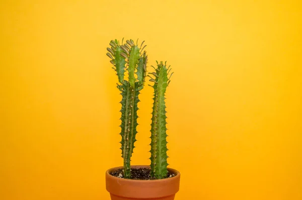 Épinoche Cactus Sur Fond Jaune Fleur Tropicale Succulente — Photo