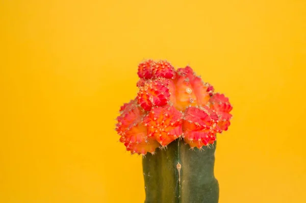 Cactus Står Kruka Gul Bakgrund Tropisk Suckulent — Stockfoto